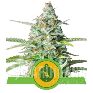 Northern Light Automatic 100 SZT - ROYAL QUEEN SEEDS 