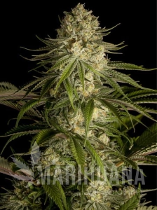 Critical Kush