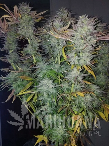 gorilla-zkittlez.jpg