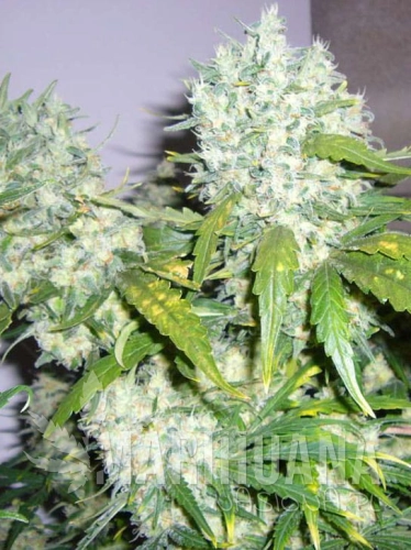 super-skunk2-marihuana-nasiona.jpg