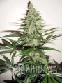 super-lemon-haze-auto1-marihuana-nasiona.jpg