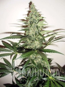 Super Lemon Haze Auto