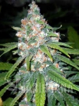Super Lemon Haze