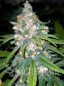 Super Lemon Haze
