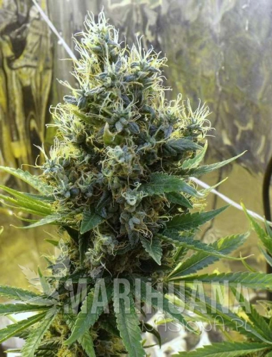 autosourdiesel1-marihuana-nasiona.jpg