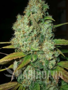 Power Plant Auto