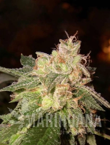 OG Kush Auto