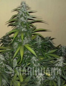 Mazar Auto