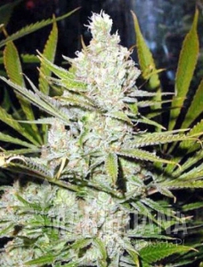 Northern Light