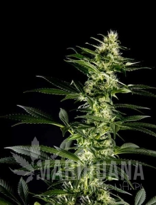 Himalaya Gold