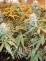 euforia22-marihuana-nasiona.jpg