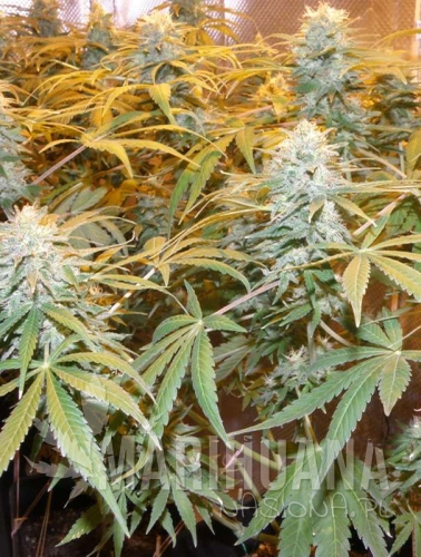 euforia22-marihuana-nasiona.jpg