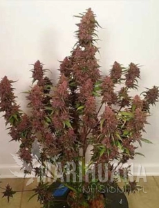 Dark Devil Auto