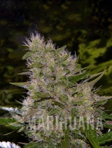 Critical Mass