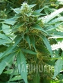 autocritical+-marihuana-nasiona.jpg