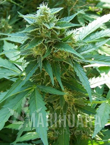 autocritical+-marihuana-nasiona.jpg