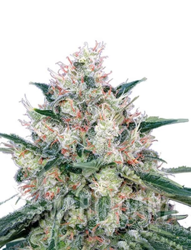 caramel12-marihuana-nasiona.jpg