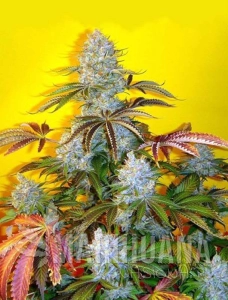 BubbleGum Auto
