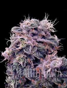 Blueberry