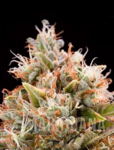 Blue Dream Auto