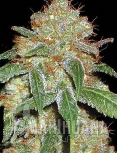 black_domina22-marihuana-nasiona.jpg