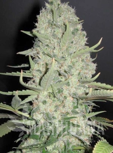 Big Bud