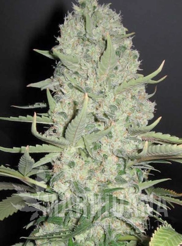 bigbud-marihuana-nasiona.jpg