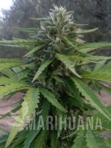 Amnesia Lemon Auto