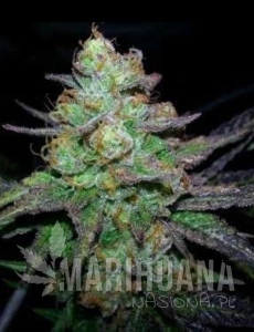 Candy Kush Express (Fast Version)