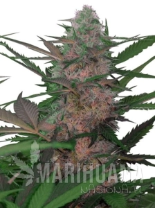 AK Auto