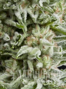 Amnesia Gold Auto