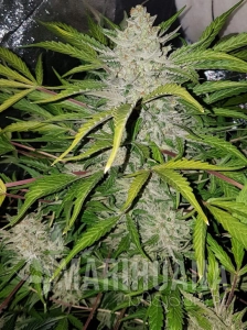 Amnesia Haze Auto