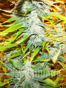 Amnesia Kush (Fast Version)