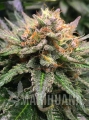 amnesia-lemon-marihuana-nasiona.jpg