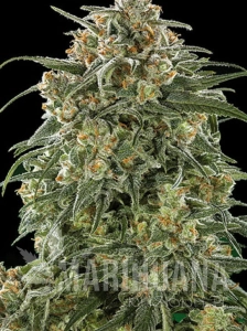 Banana Sherbet