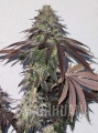 banana-zkittlez.jpg