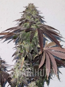 Banana Zkittlez