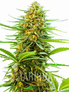 Banana Punch Auto