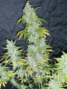 Big Devil Auto
