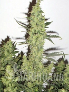 Big Devil XL Auto