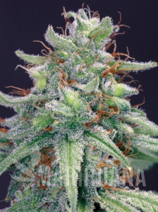 Blue Cheese