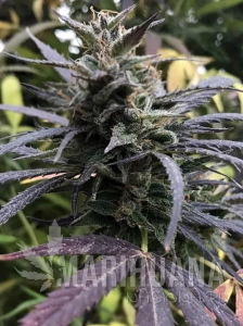 Blue Dream Fast