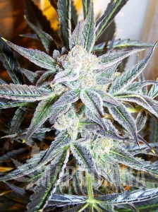 Blue Kush Auto