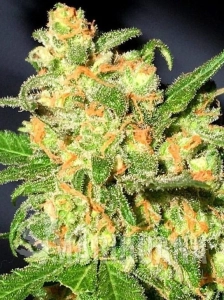 Bruce Banner (Fast Version)