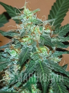 Bruce Banner Auto