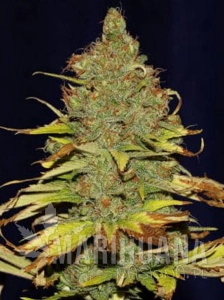 C99 x Blueberry Fast