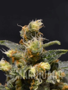 CBD AK47 (ODMIANA MEDYCZNA)
