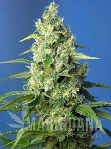 Cheese XXL Auto