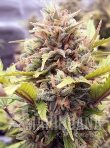 Cherry Pie Auto