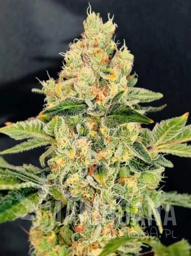 cookies-sherbet.jpg